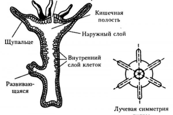 Kraken 14at